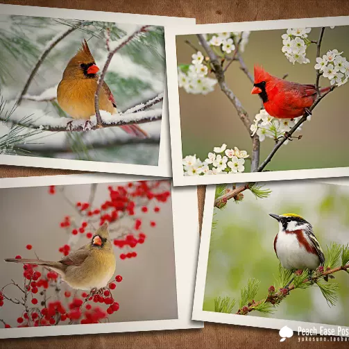 自然新款博物枝頭小鳥小雀冬雪動物明信片裝飾卡片