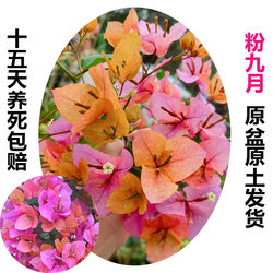 Pink September (Bougainvillea) native large seedlings blooming in all seasons and old pile creeping plants