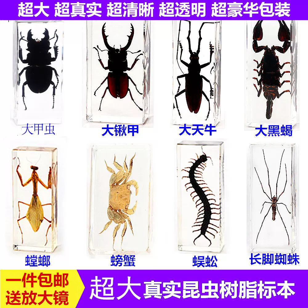真实树脂昆虫标本真虫甲虫蜘蛛锹甲天牛蝎子蜈蚣螃蟹螳螂标本摆件-Taobao