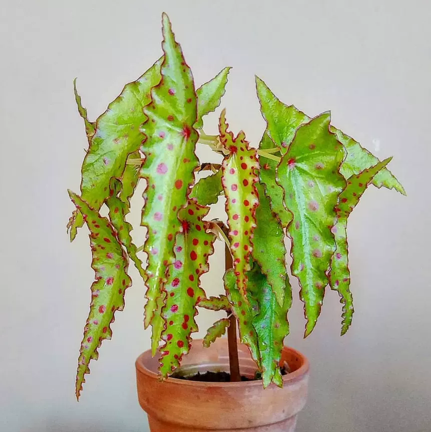 秋刀鱼秋海棠begonia Amphioxus Ins风网红绿植室内盆栽植物 Taobao