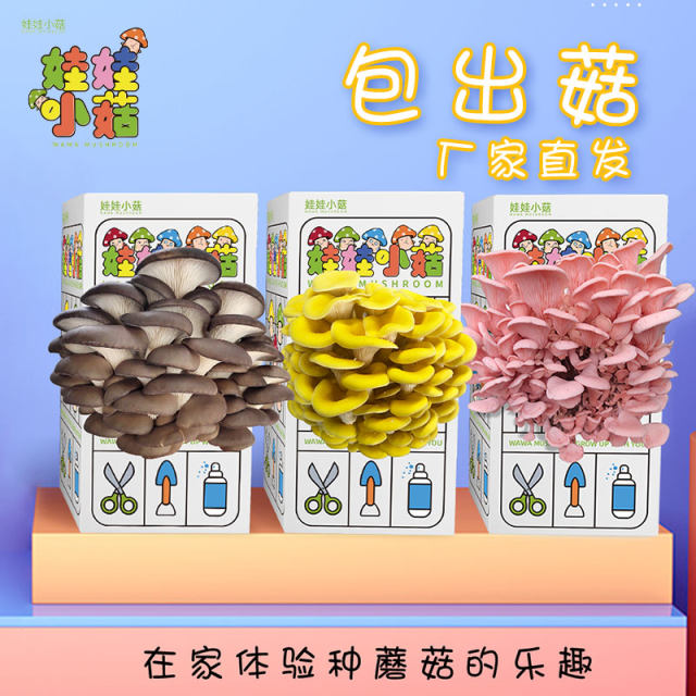 Oyster mushroom, pink mushroom bag, edible mushroom stick, simple boxed mushroom planting box, balcony gift box, mushroom planting bag