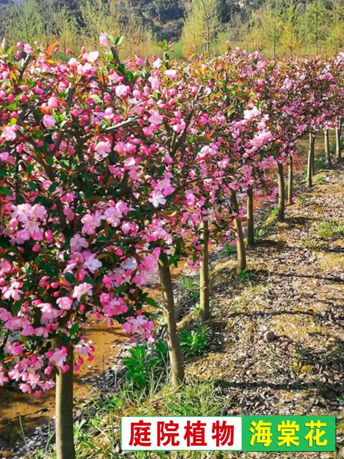 四季海棠花树苗花园户外庭院花卉绿化风景树盆栽地栽垂丝海棠树苗 