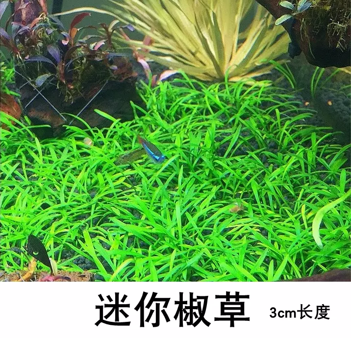 鱼缸造景前景活体水草前景迷你椒草可以蔓延成草皮生长缓慢