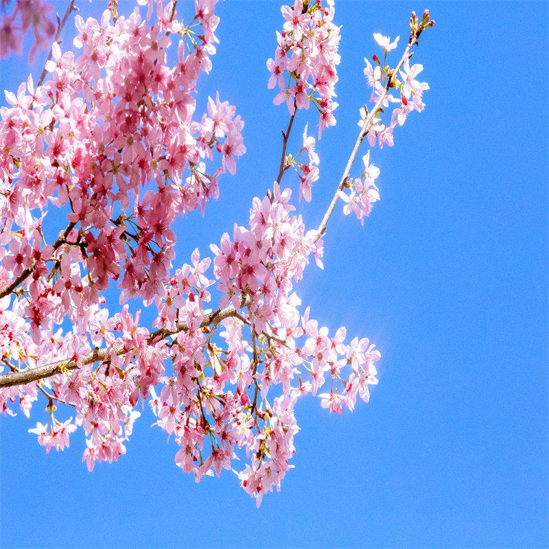 天天发团厦门泉州龙岩出发漳平永福台品樱花园一日游纯玩周边旅游