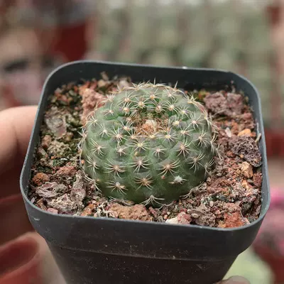 天惠丸实生小型士童属仙人球趣味开花趴刺仙人掌桌面防辐射小盆栽