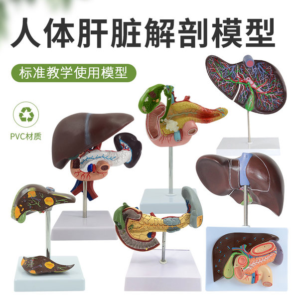 ISAKEN Modello Anatomia Umana 3D - 8 Organi Da Assemblaggio In PVC - Giocattolo Educativo Scientifico Per Bambini