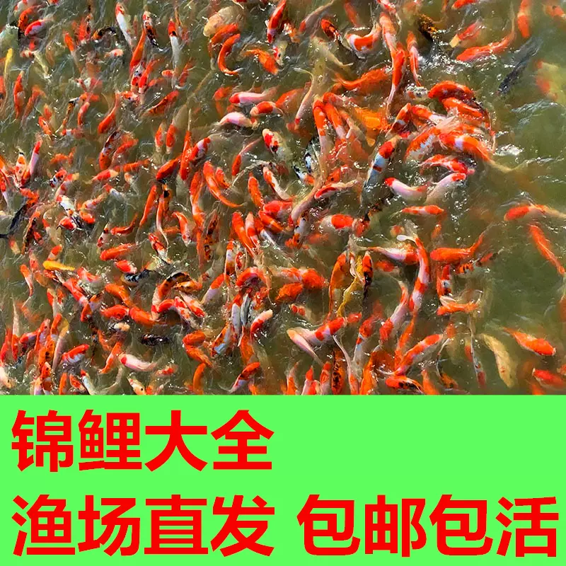 錦鯉魚活體錦鯉觀賞魚大正三色紅白丹頂金魚冷水魚錦鯉魚苗飼料