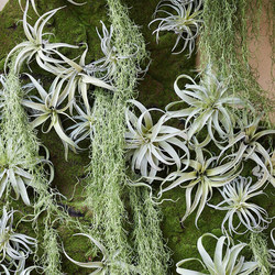 Simulated Succulent Plant Corner Decoration, Air Orchid Indoor Landscaping, Tropical Floral Art, Wall-Mounted Fake Flower Potted Plant