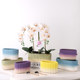 Dopamine-burning Phalaenopsis flower pot ceramic New Year's flower office with holes and oblong single plant group pot