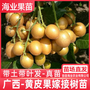 Yellow Skin Skin Tree Grame the Celebration of Yellow Leather, Nuclear Honey, Black Vajrayana Purple Yellow Skin fruit saplings with garden courtyard
