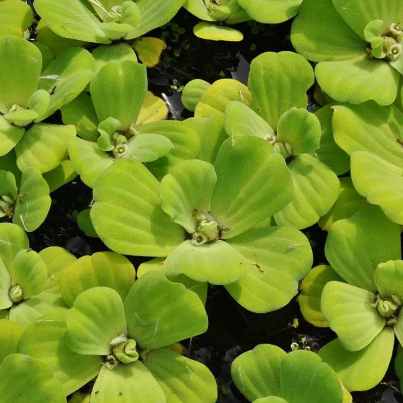 淨化水質水培植物養魚水芙蓉浮草水生大葉浮萍養蝦室內