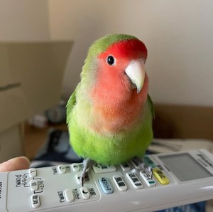
Peony pet bird relatives clingy and easy to feed yellow peach green peach violet green gold top can learn to speak live parrot