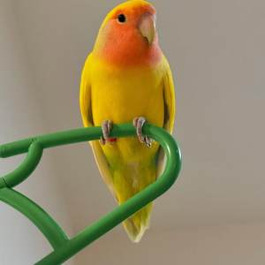 
Peony pet bird relatives clingy and easy to feed yellow peach green peach violet green gold top can learn to speak live parrot