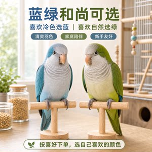 小鹦往前冲合法带标示和尚鹦鹉活体亲人粘人学语宠物鸟带喂养指导