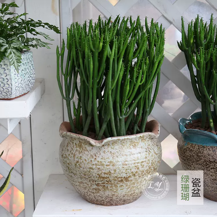 光棍树 又名绿珊瑚 多肉植物 肉肉植物仙人掌类盆栽