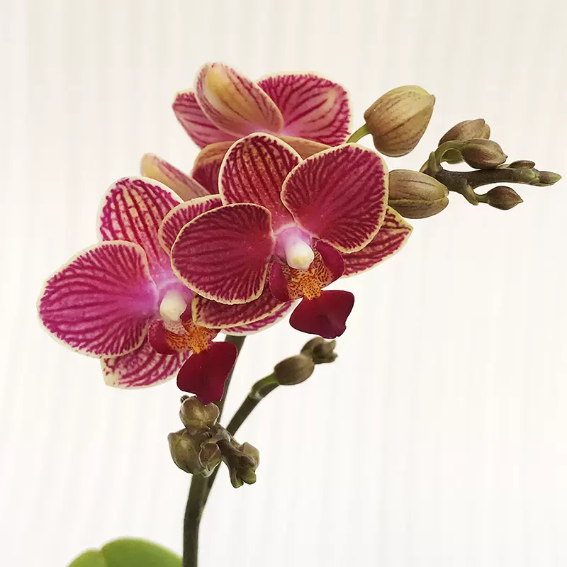 四季花卉精品迷你蝴蝶兰桌面花卉绿植极品兰花蝴蝶兰花苗