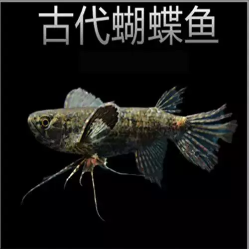 古代蝴蝶魚大型魚觀賞淡水魚熱帶魚上層活體水族