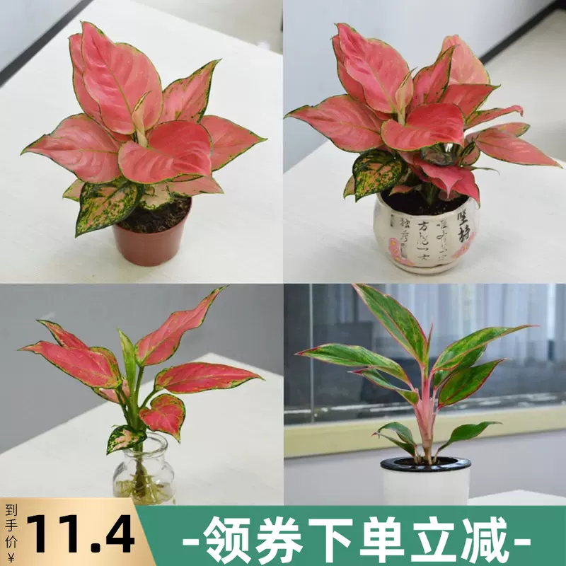 如意皇后花盆栽室内植物花吉祥如意万年红水培红皇后