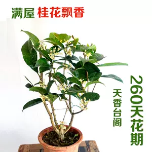 小桂花盆栽- Top 500件小桂花盆栽- 2024年5月更新- Taobao