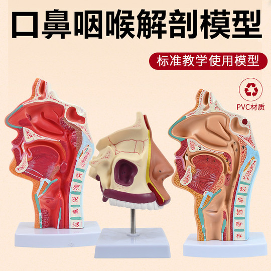 人体鼻腔解剖モデル - 口腔、咽頭、喉頭 - 黄河