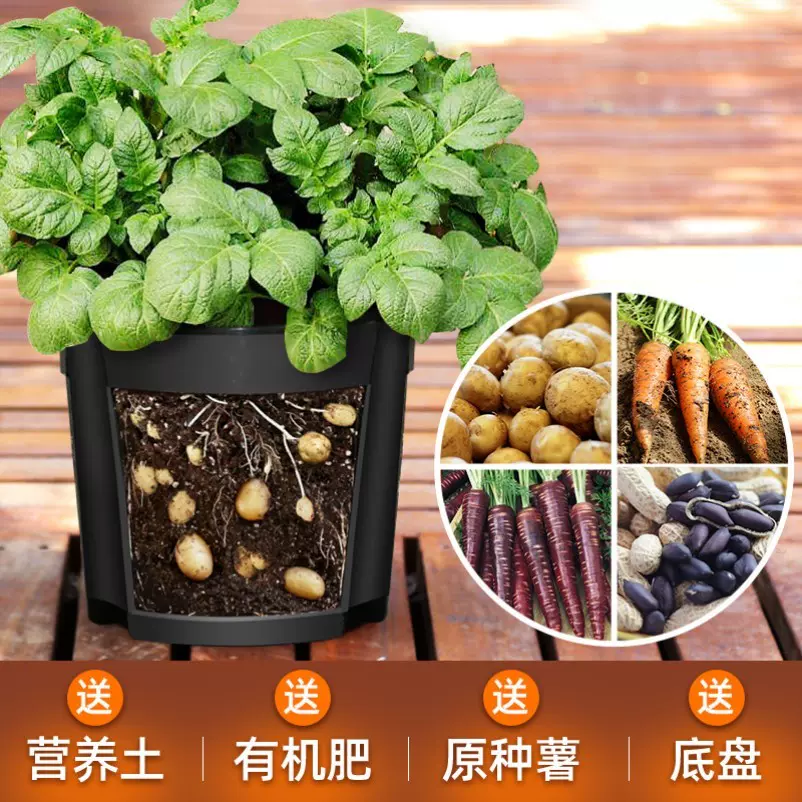 幼儿园土豆种植袋专用盆番薯红苕胡萝卜花生发芽生长植物观察神器