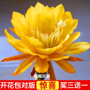 Let arrow lotus seedlings with roots without buds grafted branches of crab claw orchid flower potted green plants indoor flowers free shipping
