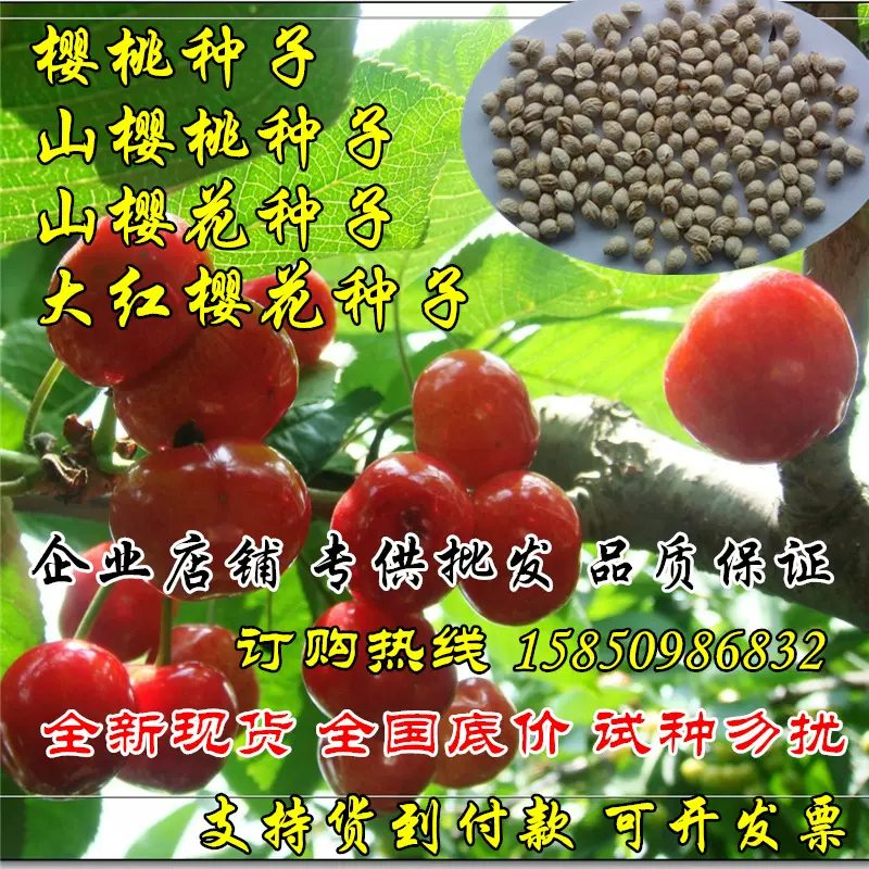 沙藏山樱桃种子野樱桃种子樱桃树大红樱花山樱花嫁接樱桃