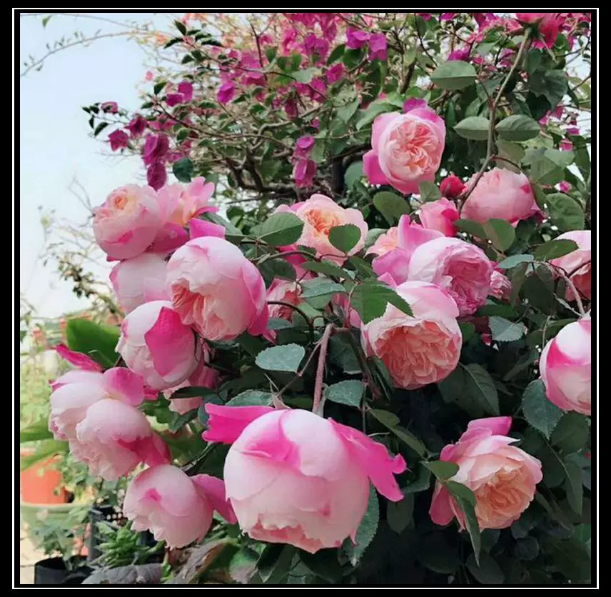 花隐园艺家 日本月季和室渐变色玫瑰月季小苗盆栽绿植