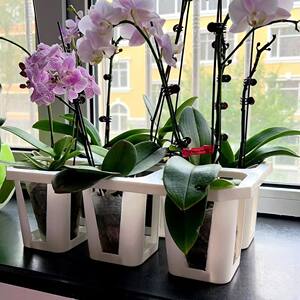 
3-inch butterfly orchid basin combination bracket Vientiane basin high-waisted 6-grid bracket plastic high-waisted basin bracket multi-meat basin holder