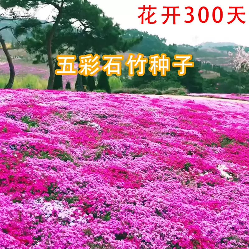 欧石竹初吻花种花籽五彩石竹花籽盆栽欧石竹草坪美国常夏