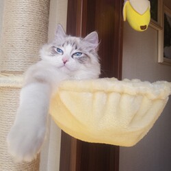 Tongtianzhu Series Accessories Solid Wood Cat Climbing Frame Observation Platform Space Capsule Cat Hammock Cat Bed Cat Jumping Platform