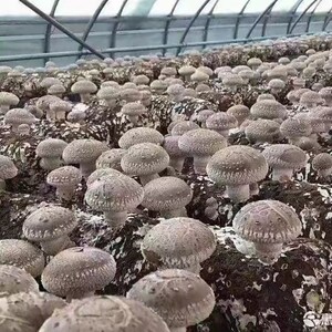 
Authentic new mushroom strain Mycelium mushroom edible mushroom balcony cultivation four seasons soil planting fungus strain package