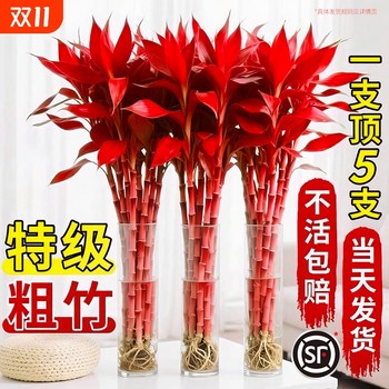 Lucky Bamboo Hydroponics Extra Thick Stem Large Leaves Living Room Recruitment