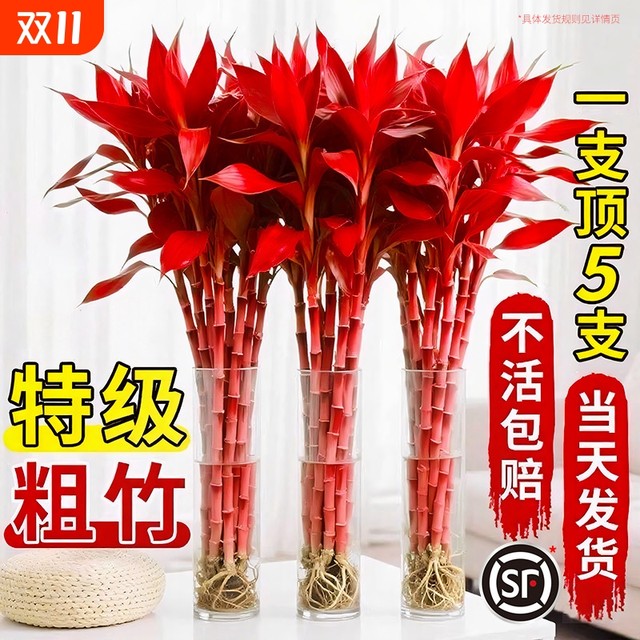 Lucky Bamboo Hydroponic Plant Purple Bamboo Lucky Special Thick Stem Large Leaves Feng Shui Fortune Tree Rising Higher in the Living Room to Recruit Money