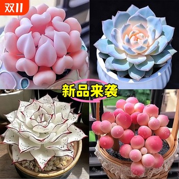 25 years of new hot Cupid succulent plant high-value succulent combination Red Dragonfly newbies are good for raising potted plants