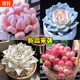 25 years of new hot Cupid succulent plant high-value succulent combination Red Dragonfly newbies are good for raising potted plants