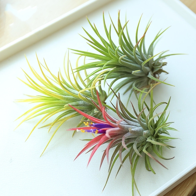 空气凤梨无土植物特价花期精灵带色包邮绿植盆栽花草礼品礼物_爱购网