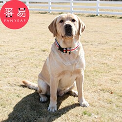 Pet Collar B1Pl200-Dog Collar, Adjustable Buckle Collar for Pets, Cat and Small to Medium-Sized Dog Collar