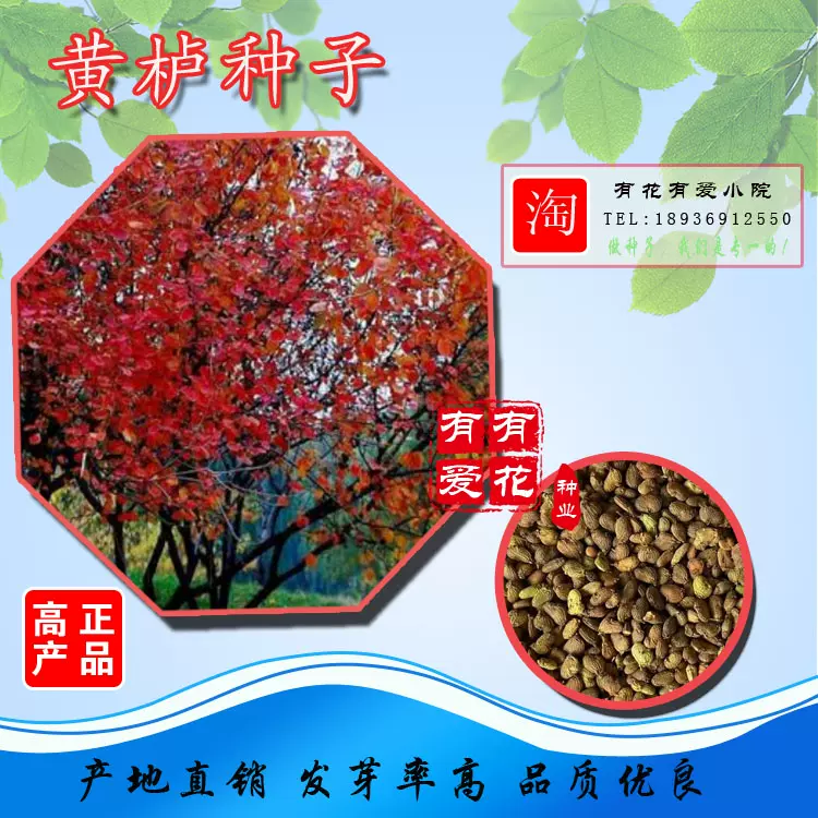 黃櫨種子紅櫨種子黃櫨種子紅葉黃櫨黃道櫨黃溜子黃櫨材黃櫨