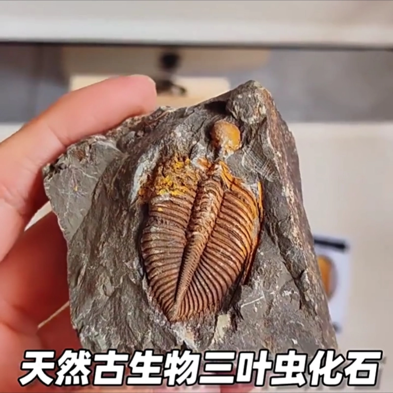 三葉虫化石　化石　古道具　アンティーク　ディスプレイ　オブジェ 三葉虫化石 化石 古道具 アンティーク ディスプレイ オブジェ 【公式通販】