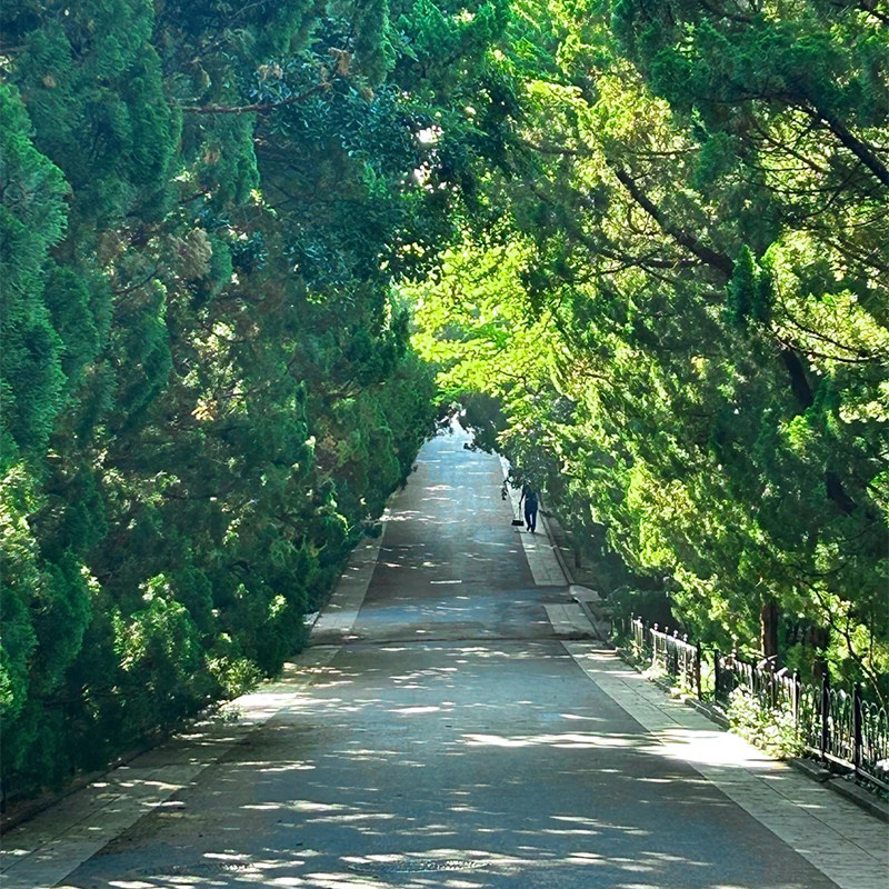 青岛发-栈桥+八大关景区+五四广场+天主教堂外景一日游 青岛市区