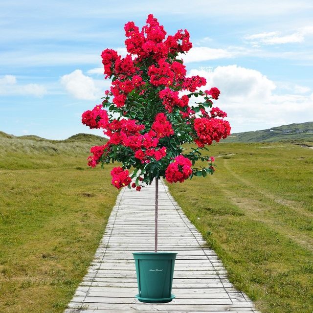 Lagerstroemia saplings potted crape myrtle flower seedlings red flowers ...