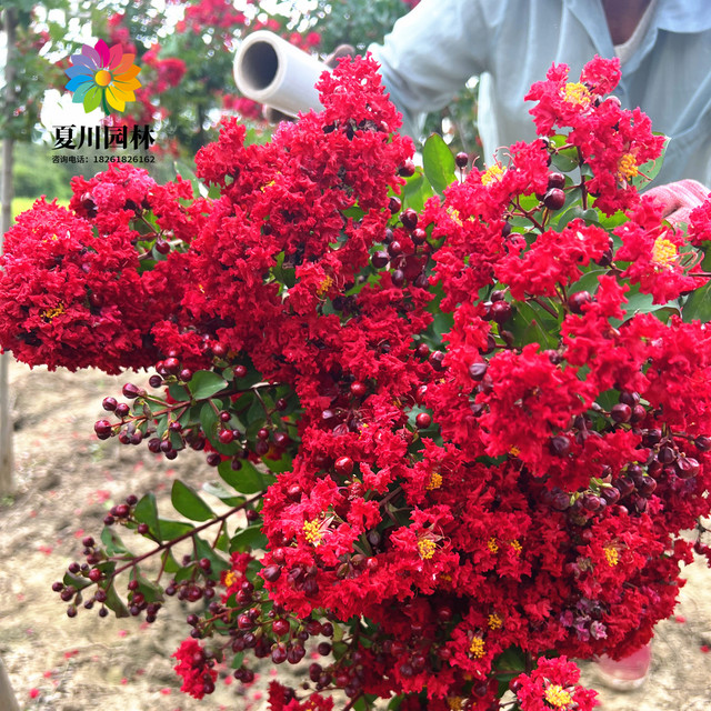 Lagerstroemia saplings potted crape myrtle flower seedlings red flowers ...