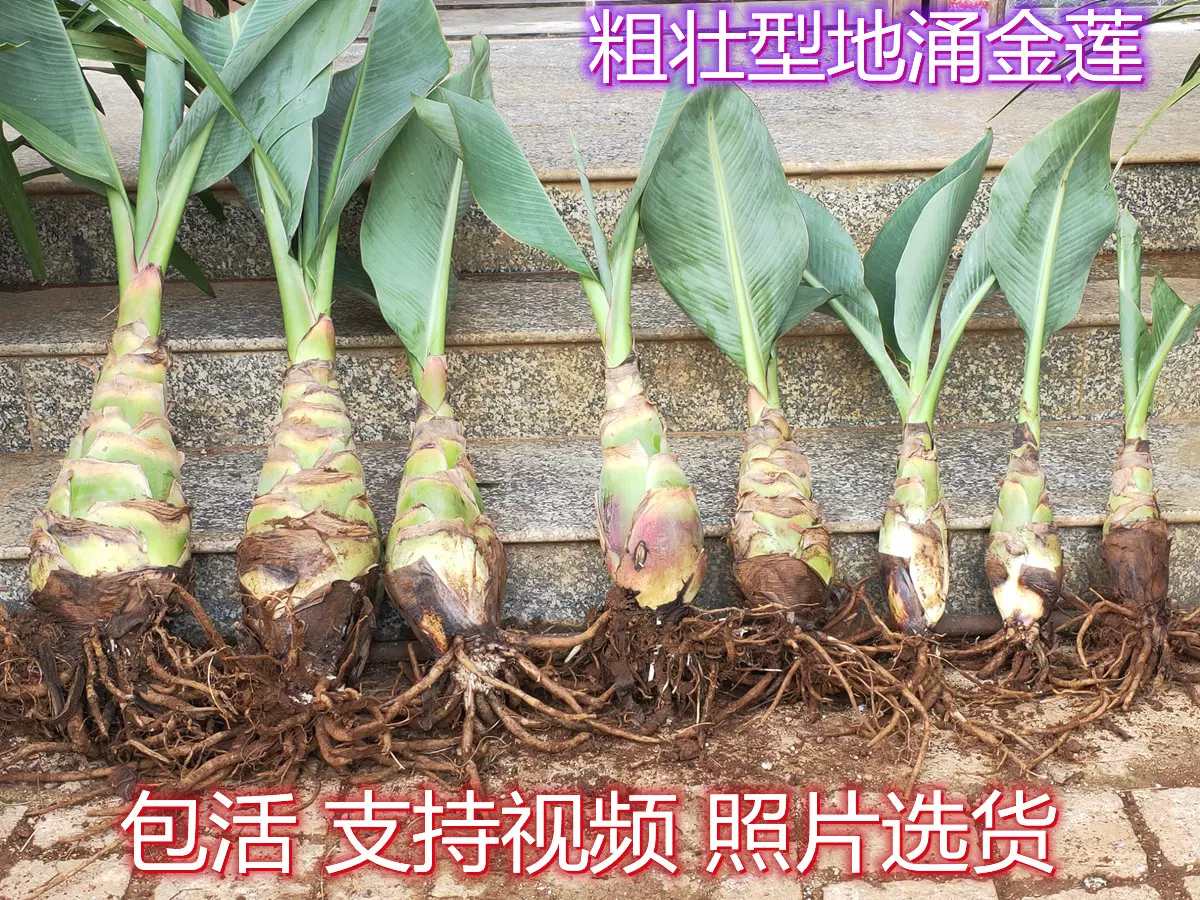 地涌金莲盆栽带花苞发货粗壮型植株大苗中苗小苗云南