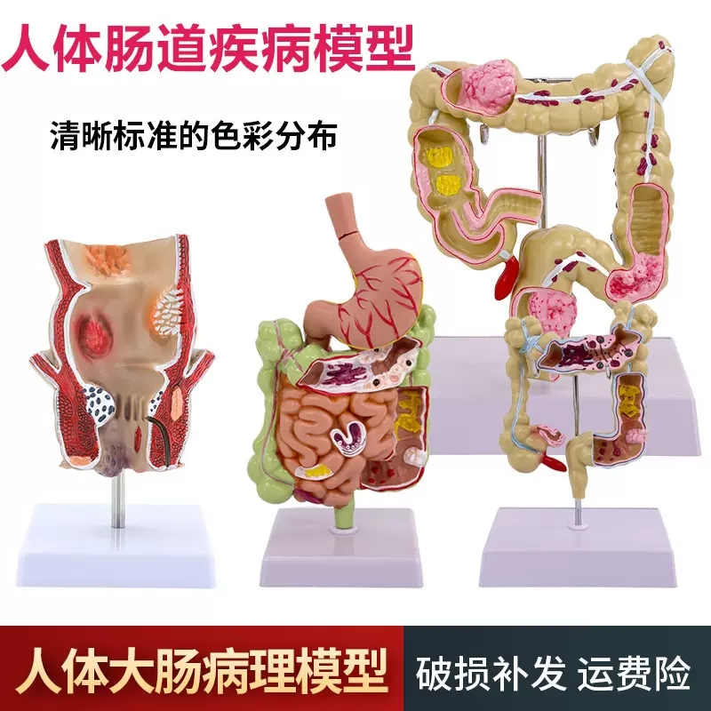 人体脊柱模型80CM成人1：1比例自然大脊椎模型带颈椎胸椎尾椎盆骨-Taobao