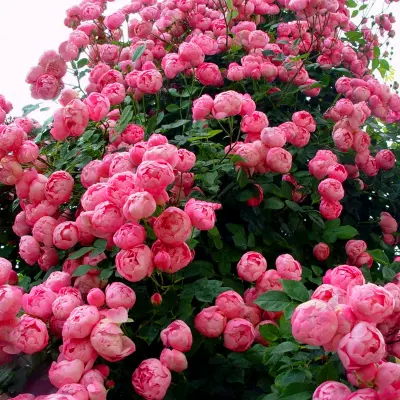 大花月季蔷薇花苗藤本爬藤植物庭院阳台玫瑰切花盆栽四季种植耐寒 