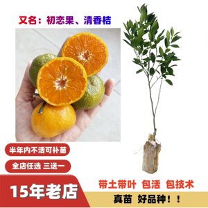 
Fragrant tea, orange, green dragon fruit, fragrant orange, first love fruit, green peel tangerine sapling, grafted seedling, Brazilian tangerine, south, north