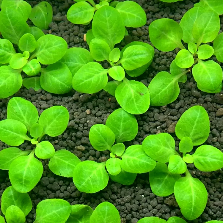 鱼缸草缸懒人易活罗贝力水草前景草水中叶荷兰