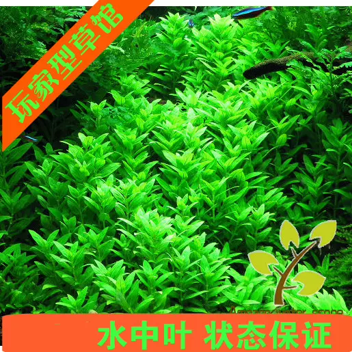 鱼缸造景活体淡水植物前景草非水草种子南美叉柱花水草 鱼缸造景活体淡水植物前景草非水草种子南美叉柱花水草