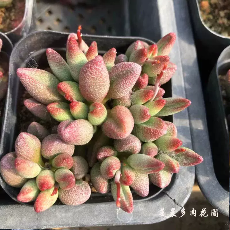 多肉植物水泡小紅嘴多頭羣生花卉綠植盆栽創意陽臺組合趣味-Taobao